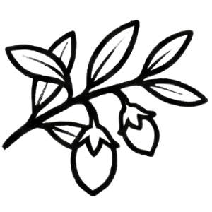 Jojoba Oil