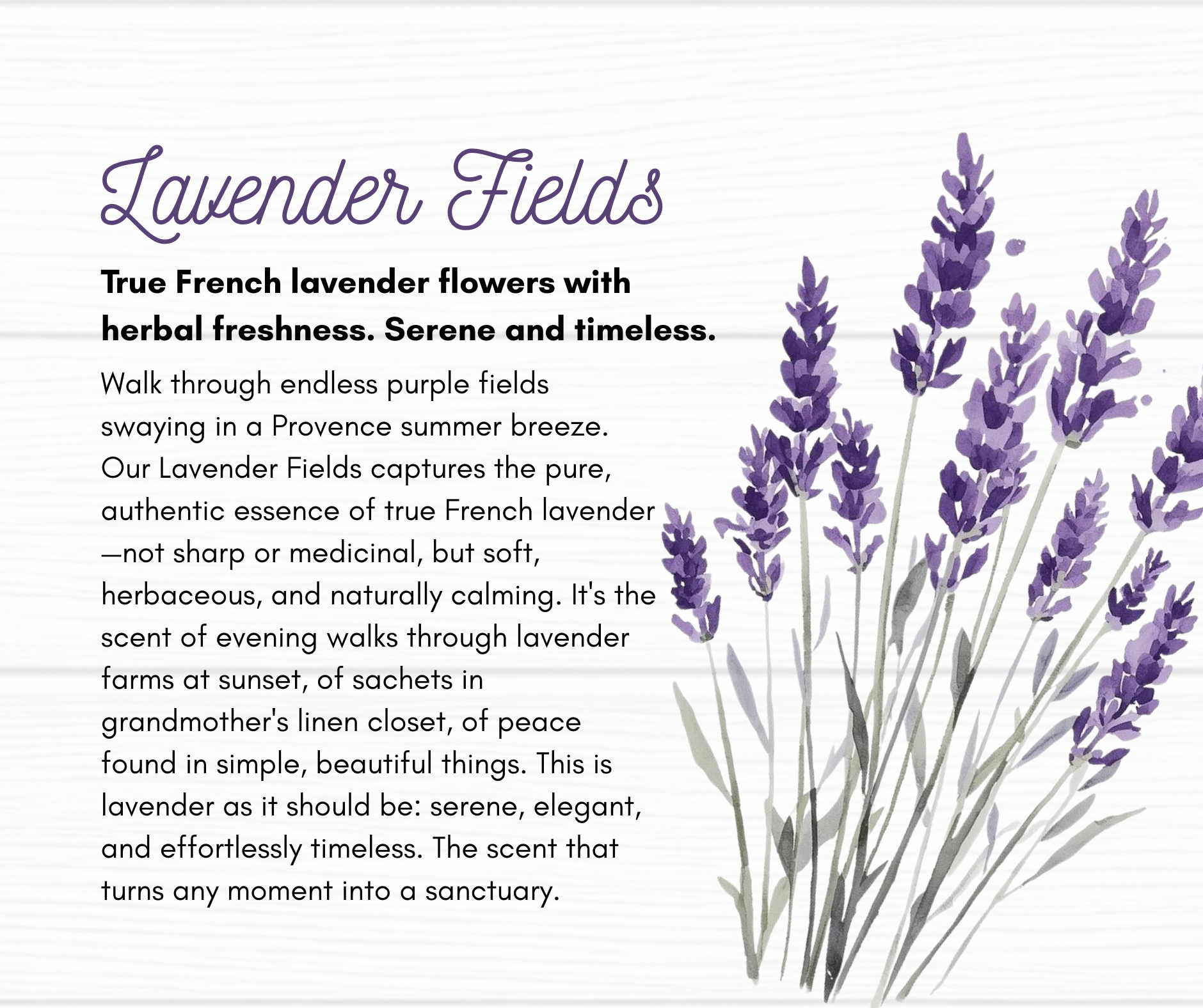 Lavender Fields